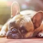 Breathing difficulty signs in brachycephalic dogs that you should keep an eye out for