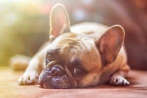 Breathing difficulty signs in brachycephalic dogs that you should keep an eye out for