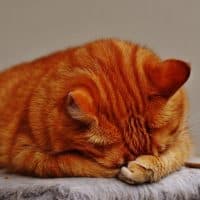 Tips to preventing diabetics in cats