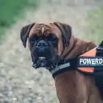 Boxer Dog Special Care Tips