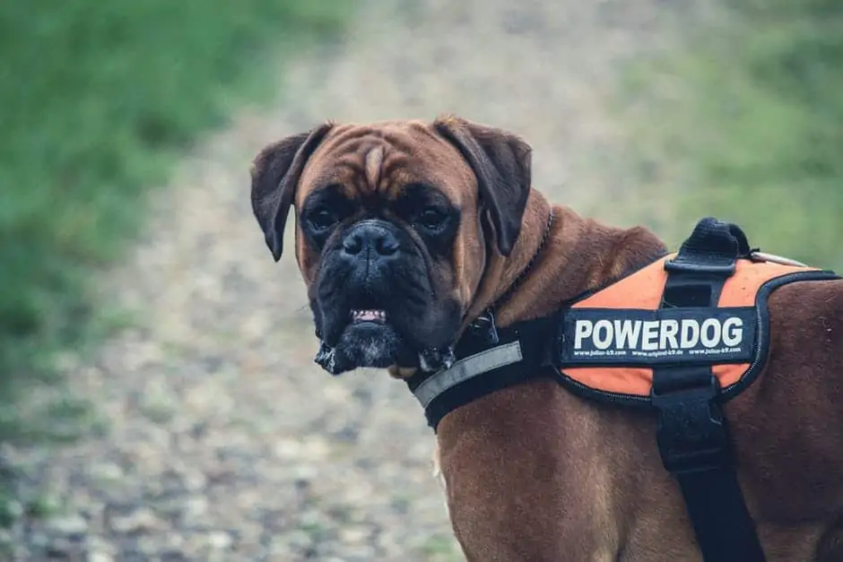 Know the special care your boxer needs