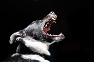 Tips to Controlling your Dog's Unwanted Barking