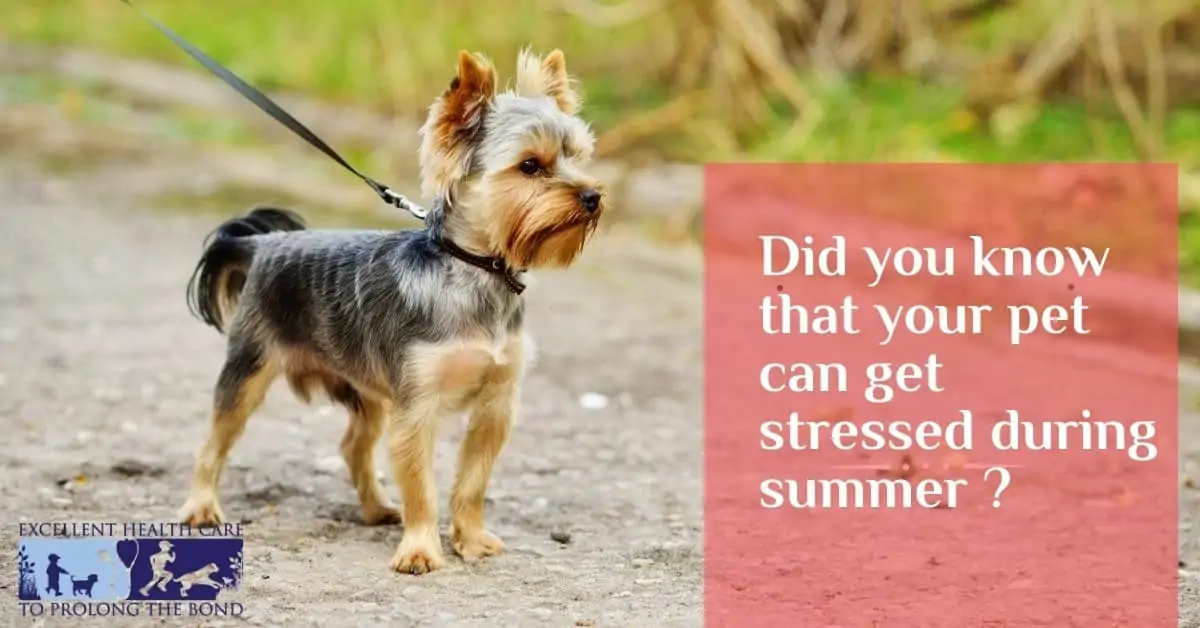 Did you know that your pet can get stressed during summer?