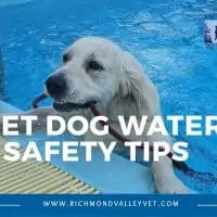 Dog Water Safety Tips