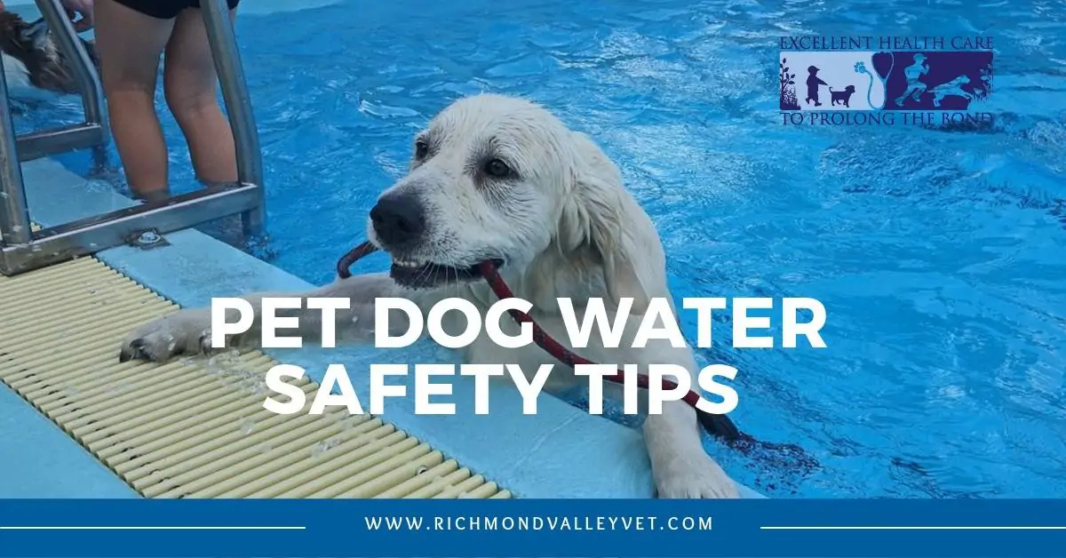 Dog Water Safety Tips