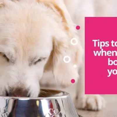Tips to consider when choosing bowl for your dog