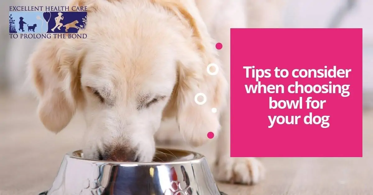 Tips to consider when choosing bowl for your dog