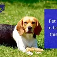 Pet Parasites to be Aware of this Summer