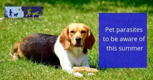 Pet Parasites to be Aware of this Summer