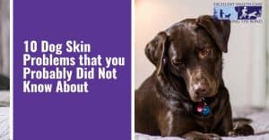 10 Dog skin problems that you probably did not know about