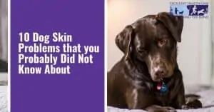 10 Dog skin problems that you probably did not know about