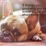 5 things you probably did not know about your short nosed dog