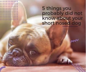 5 things you probably did not know about your short nosed dog