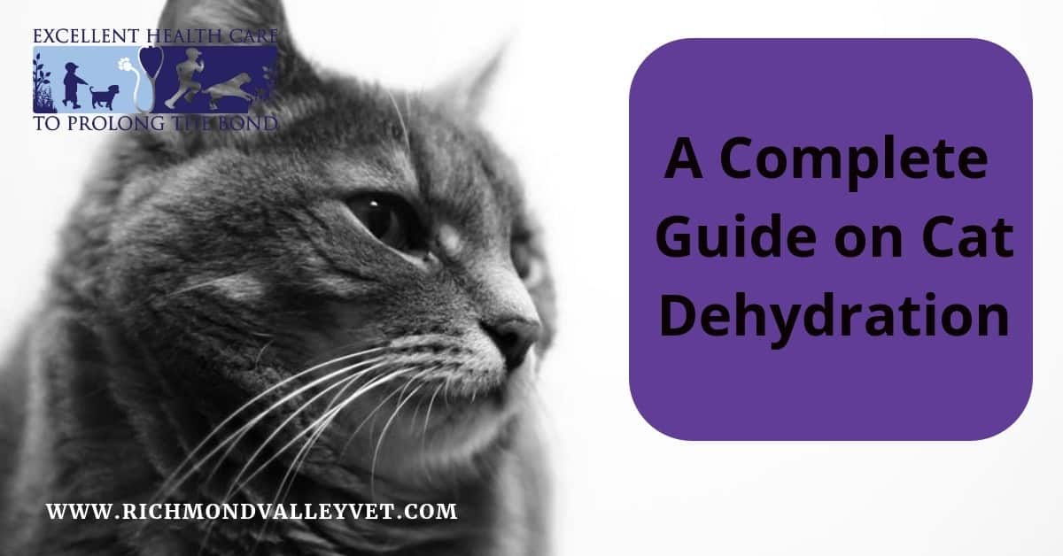 A Complete Guide on Cat Dehydration Richmond Valley Veterinary Practice