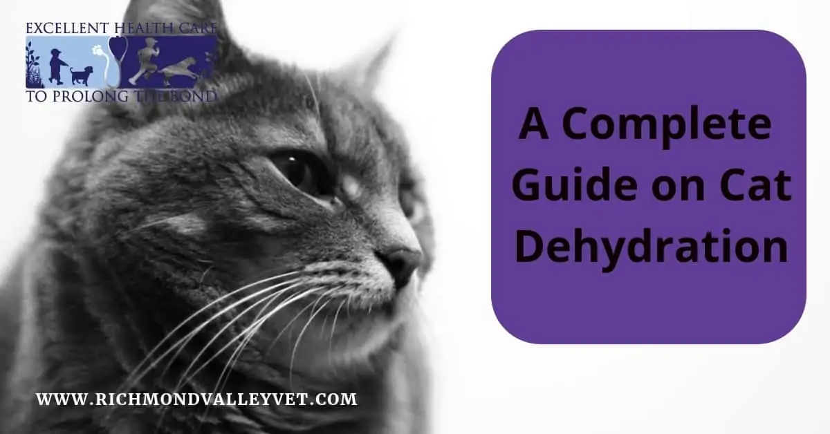 A complete guide on cat dehydration