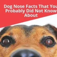 Dog Nose Facts That You Probably Did Not Know About