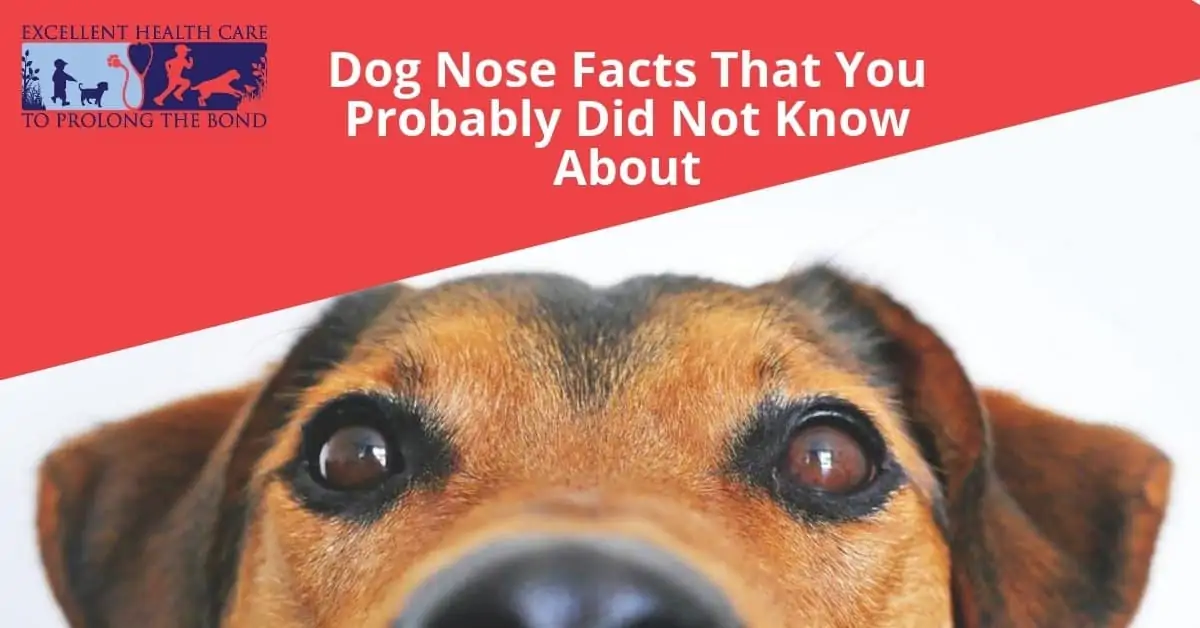 Dog Nose Facts That You Probably Did Not Know About