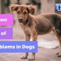 5 Common causes of skin problems in dogs