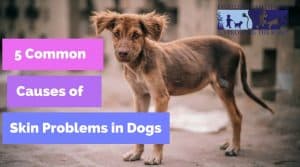 5 Common causes of skin problems in dogs