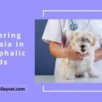 Administering Anaesthesia in Brachycephalic Dog Breeds