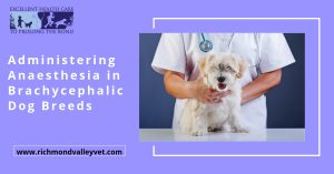 Administering Anaesthesia in Brachycephalic Dog Breeds