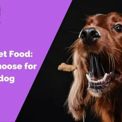 Dry vs. Wet Food_ What to choose for your dog