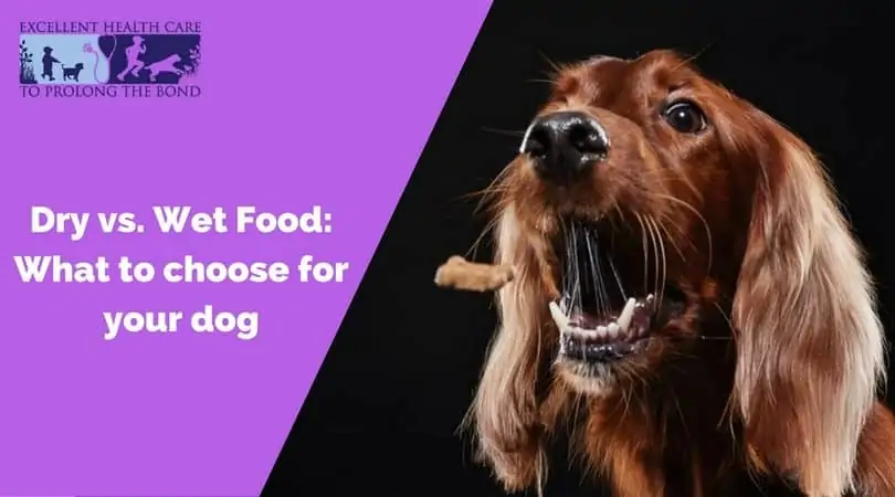 Dry vs. Wet Food_ What to choose for your dog