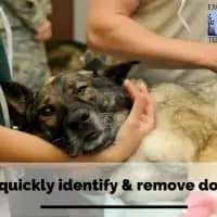How to quickly identify & remove dog ticks