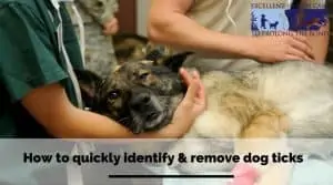 How to quickly identify & remove dog ticks