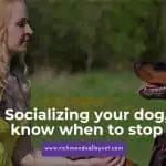 Socializing your dog, know when to stop