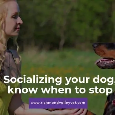 Socializing your dog, know when to stop