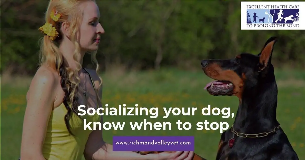 Socializing your dog, know when to stop