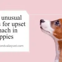 Top 5 unusual reasons for upset stomach in puppies