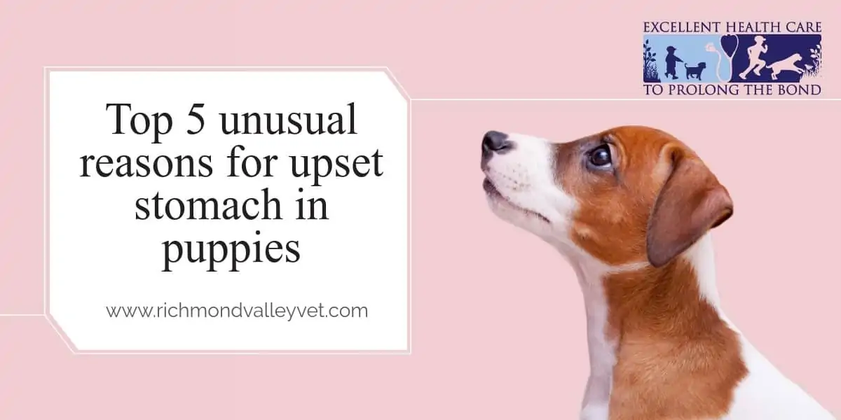 Top 5 unusual reasons for upset stomach in puppies