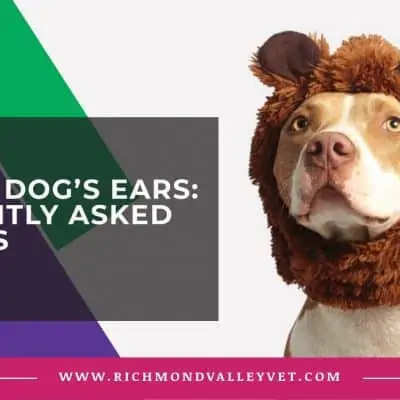 Cropping dog’s ears: 5 frequently asked questions