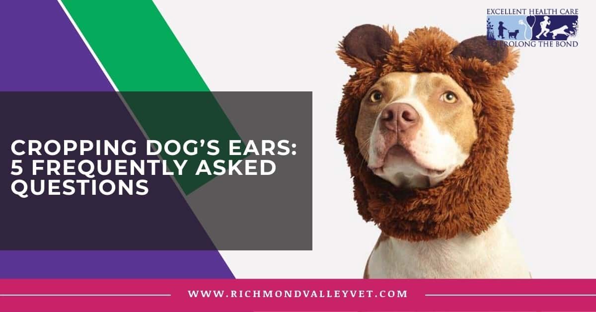 Cropping dog’s ears: 5 frequently asked questions