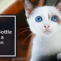 How-to-Bottle-Feed-a-Kitten