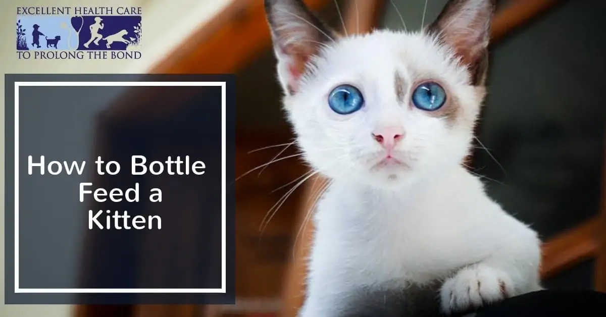 How to Bottle Feed a Kitten Richmond Valley Veterinary Practice