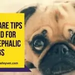 Special care tips required for brachycephalic dogs