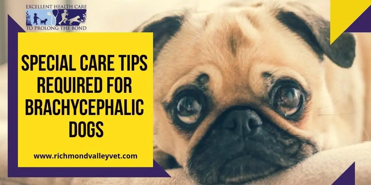 Special care tips required for brachycephalic dogs