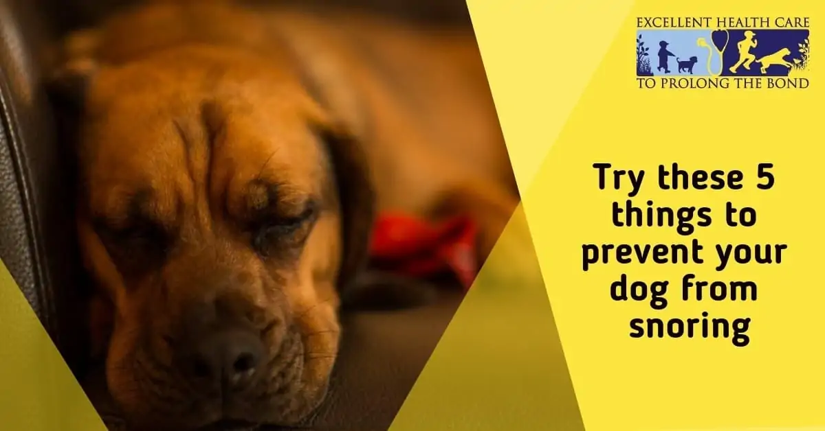 Try These 5 Things to Prevent your Dog from Snoring