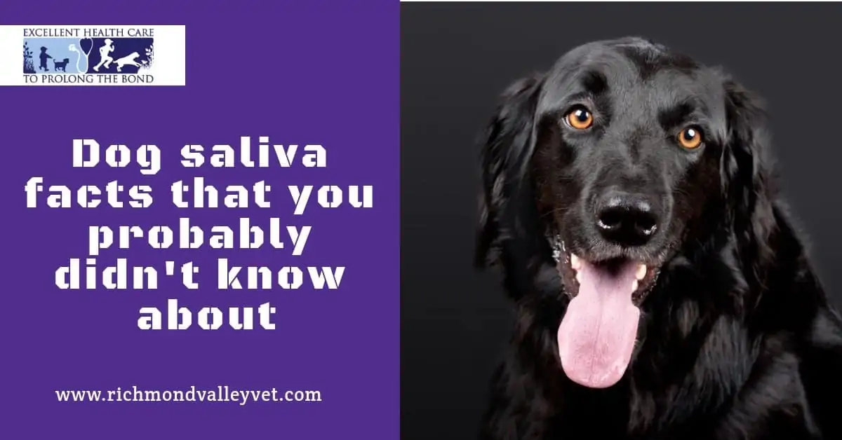 does dog saliva heal human wounds