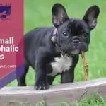 A list of small brachycephalic dog breeds