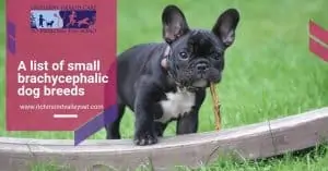 A list of small brachycephalic dog breeds