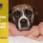 Dog and baby How to prepare a dog to welcome a new family member- part 1