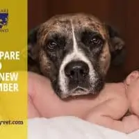 Dog and baby How to prepare a dog to welcome a new family member- part 1
