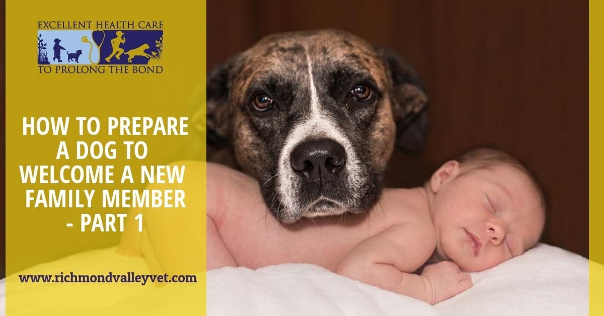 Dog and baby How to prepare a dog to welcome a new family member- part 1
