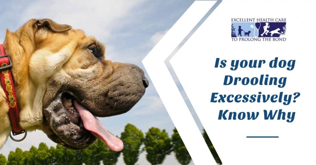 Is your Dog Drooling Excessively? Know Why Richmond Valley Veterinary