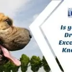 Is your dog Drooling Excessively, know why