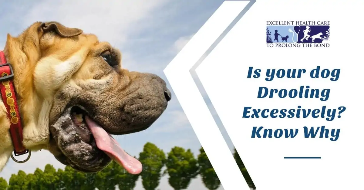 Is your dog Drooling Excessively, know why